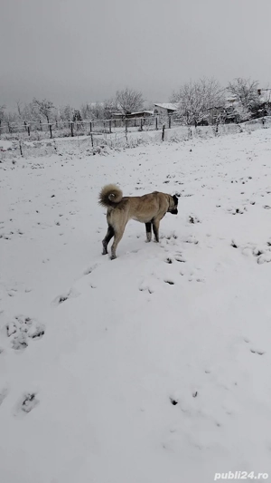 cățea cangal - imagine 3