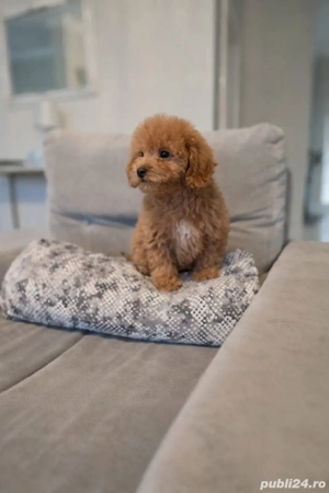 pudel mini toy - imagine 2