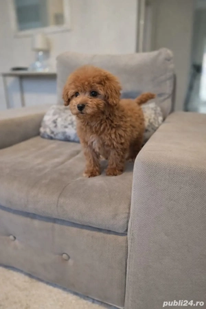 pudel mini toy - imagine 3