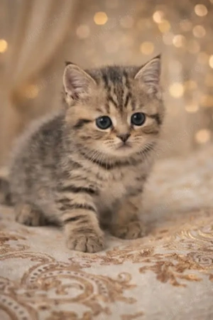 puiuti british si scottish - imagine 4