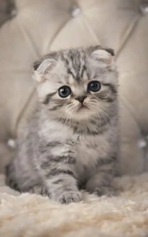 puiuti british si scottish