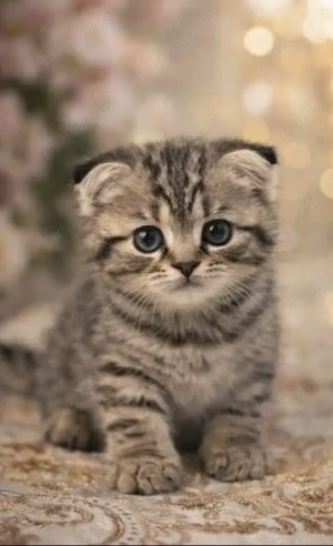 puiuti british si scottish - imagine 3