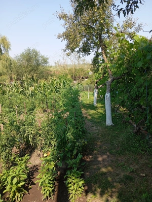 Casa de vînzare urgent la țară - imagine 5