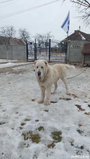 Ciobanesc de Asia Centrala 