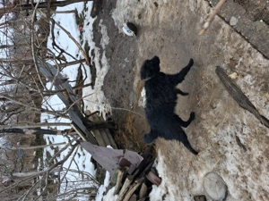 Vand caine   intors   oi