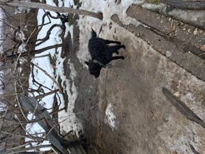 Vand caine   intors   oi - imagine 3