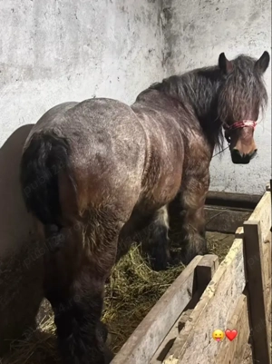 Vând cal de 8 ani cu acte 