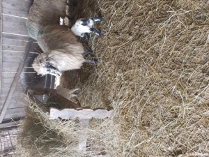 De vînzare două oi cu trei mieluțe - imagine 5