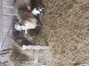 De vînzare două oi cu trei mieluțe - imagine 3