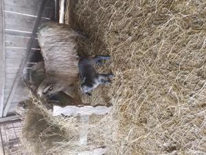 De vînzare două oi cu trei mieluțe - imagine 2