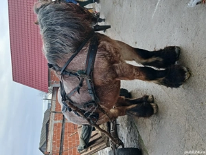 Vând cal de 8 ani cu acte  - imagine 2