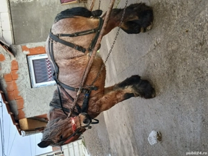 Vând cal de 8 ani cu acte  - imagine 3