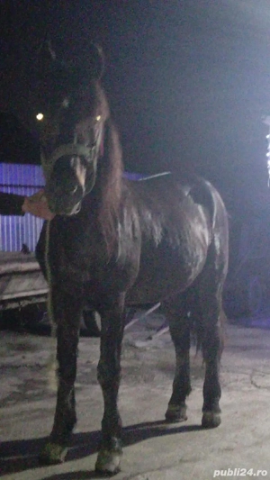 vand cai cuminti tras suta la suta  - imagine 4