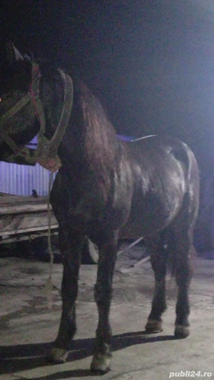 vand cai cuminti tras suta la suta  - imagine 3