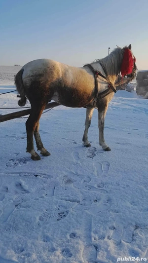 vand cai cuminti tras suta la suta  - imagine 2