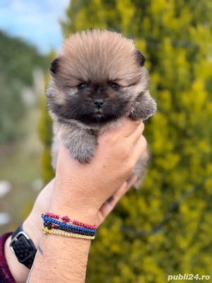 Pomeranian cateluse - imagine 3