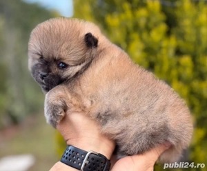 Pomeranian cateluse - imagine 2