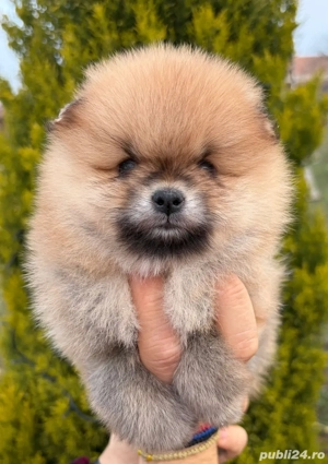 Pomeranian cateluse - imagine 5