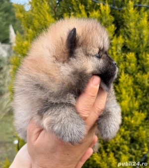 Pomeranian cateluse - imagine 4