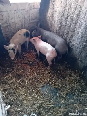 vand purcei        - imagine 4