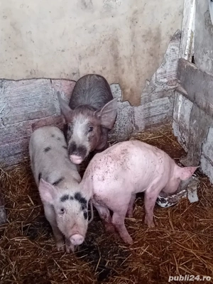 vand purcei        - imagine 3