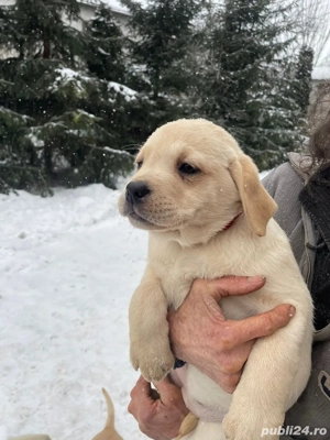 Cațelușii își caută o nouă căsuță!  - imagine 3