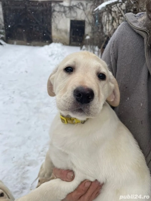 Cațelușii își caută o nouă căsuță!  - imagine 2