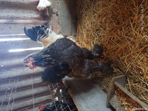 Cocosi brahma  - imagine 3