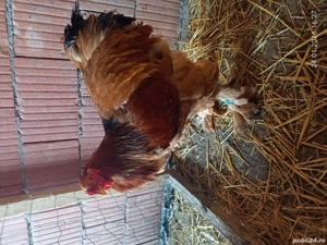 Cocosi brahma  - imagine 2