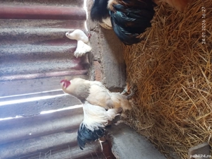 Cocosi brahma  - imagine 5