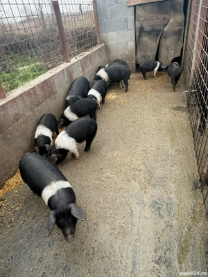 Vand porci bazna calitate superioară - imagine 4