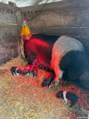 Vand porci bazna calitate superioară - imagine 3