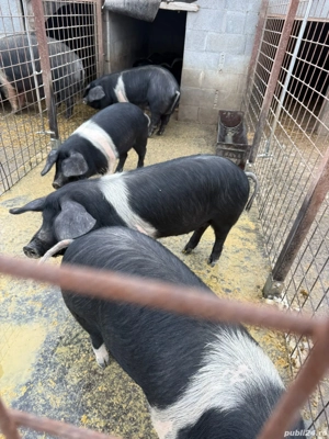 Vand porci bazna calitate superioară