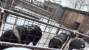 Vand porci bazna calitate superioară - imagine 2