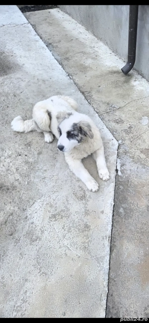 Vand catelușa ciobanesc de bucovina - imagine 2