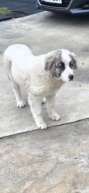 Vand catelușa ciobanesc de bucovina