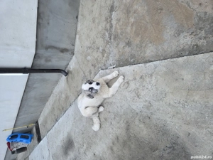 Vand catelușa ciobanesc de bucovina - imagine 3