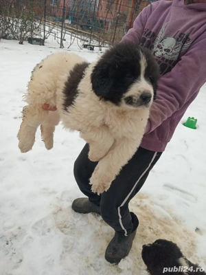 Vand catei ciobanesc de bucovina - imagine 2