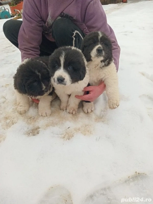 Vand catei ciobanesc de bucovina - imagine 4
