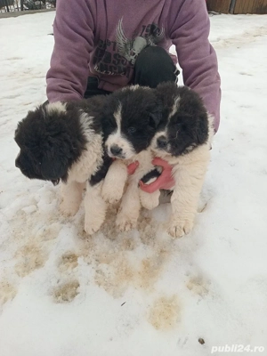Vand catei ciobanesc de bucovina - imagine 3