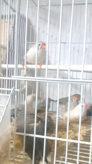 păsări papagali  - imagine 5