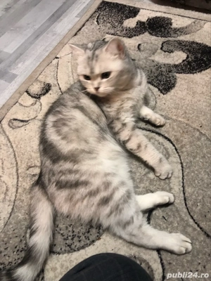 Vand pisica scottisch straight - imagine 3