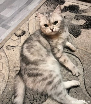 Vand pisica scottisch straight - imagine 4