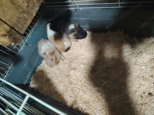 Porcușori de Guineea  - imagine 3