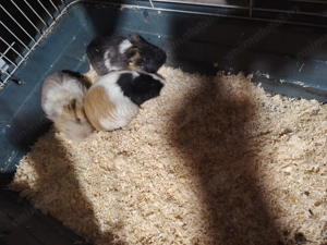 Porcușori de Guineea  - imagine 4