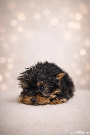 Yorkshire Terrier Toy   pui 3 luni, vaccinat, talie foarte mică - imagine 2