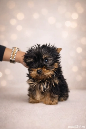 Yorkshire Terrier Toy   pui 3 luni, vaccinat, talie foarte mică