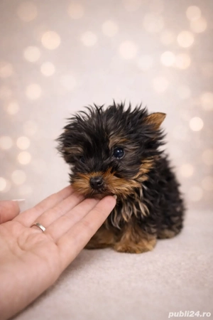 Yorkshire Terrier Toy   pui 3 luni, vaccinat, talie foarte mică - imagine 3