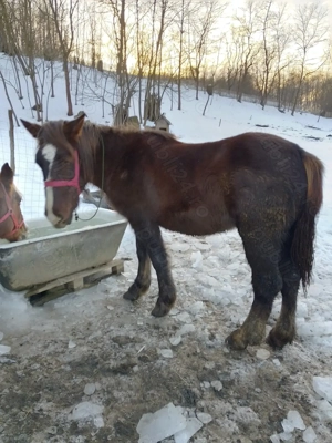 Vând mânză de 2 ani din cai buni  - imagine 3
