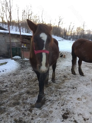Vând mânză de 2 ani din cai buni  - imagine 4